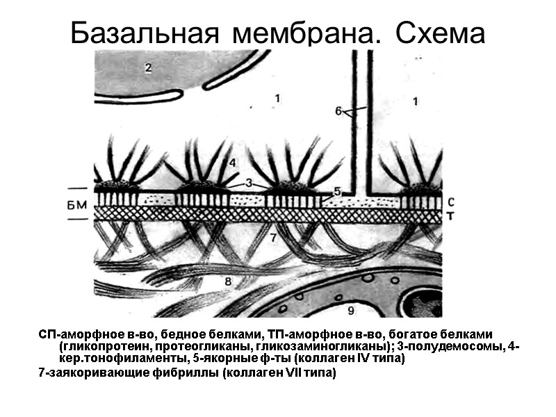 Базальная мембрана. Схема СП-аморфное в-во, бедное белками, ТП-аморфное в-во, богатое белками (гликопротеин, протеогликаны, гликозаминогликаны);